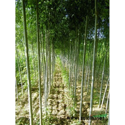 供应:白腊.合欢.垂柳.国槐.法桐.紫叶李..