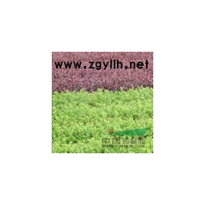 本苗圃长期大量提供各种工程苗木