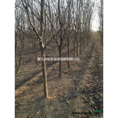 优质绿化苗木出售 意杨树 苗出售 规格*量大优惠 欢迎咨询
