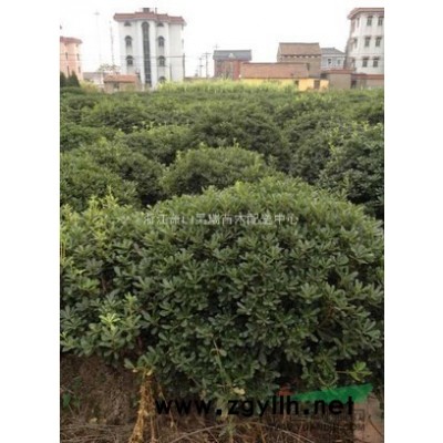 黄馨小苗，杭州黄馨出售