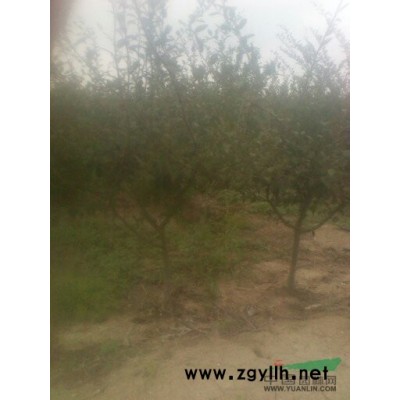 处理一批樱花1到5公分