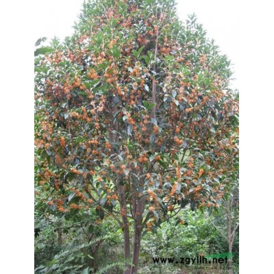 《供应》供应各种绿化大树和幼苗