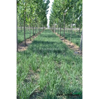 金枝龙爪槐美植袋苗