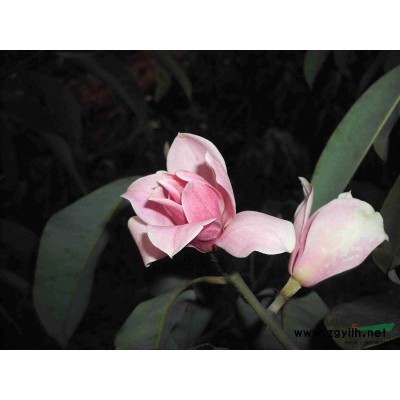 红花含笑--一个新的花卉品种