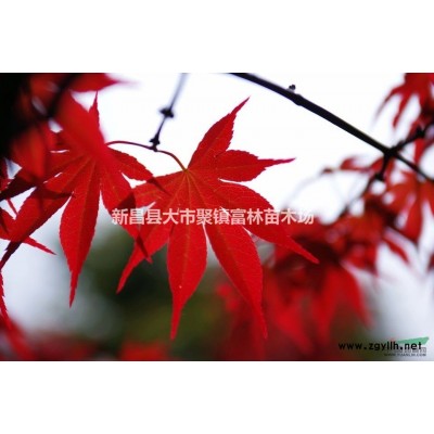 4.5公分红枫苗木供应，低价出货