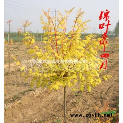 常年供应锦叶栾