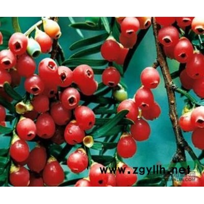 供应美人梅、珍珠梅、红梅、绿梅、榆叶梅、腊梅