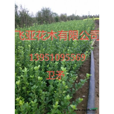 江苏棣棠，沭阳棣棠苗直销