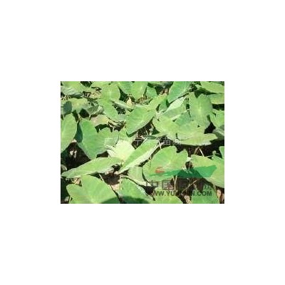 供应原生紫薇下山桩