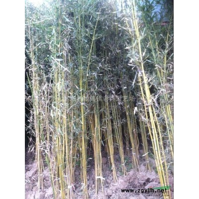 红花紫薇，紫薇，美国紫薇，紫薇报价，*紫薇*低价