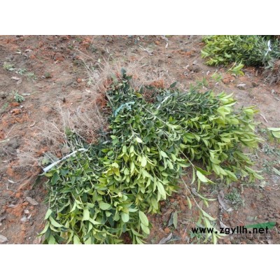 出售浦城各种规格大，中，小，丹桂苗