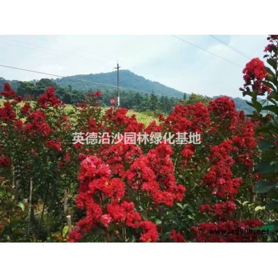 粤北地区供应美国红火箭、红火球紫薇，日本红叶紫薇，大腹木棉