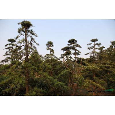 供应不同规格无刺构骨球