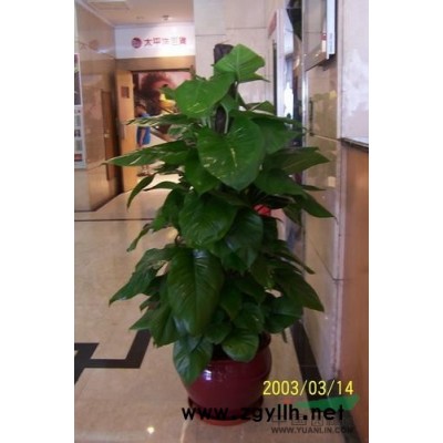 专业做成都植物租赁，成都办公室植物租赁，花卉租赁