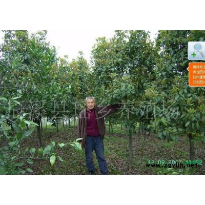 400棵8-10公分金桂四季桂统