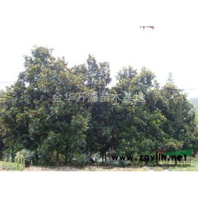 金华橘子树小苗价格，实惠浙江桔子树 橘子小苗供应商