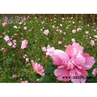 木槿，金叶女贞，红叶小蘖，大小叶黄杨