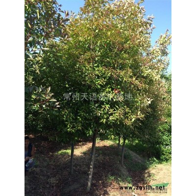 大量供应各种规格香樟，据树，广玉兰，紫薇，红叶石楠球和高干石