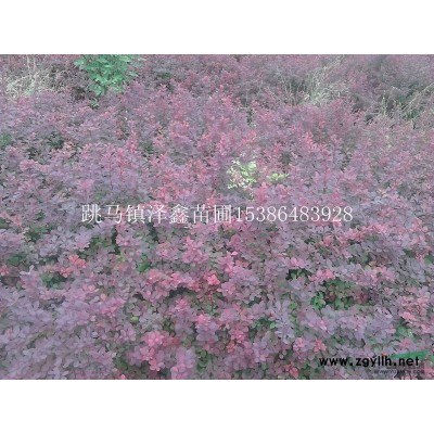 重阳木14-45公分