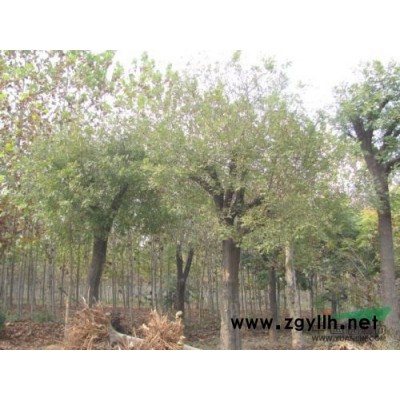 河北国槐国槐价格/国槐批发商