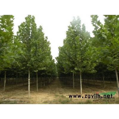 河北哪里有30公分国槐2年帽多少钱一颗