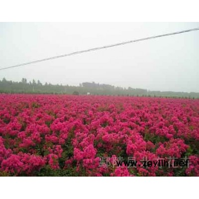 重瓣木槿   玫瑰红紫薇及各种绿化苗木