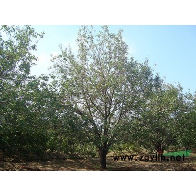 出售八棱海棠树