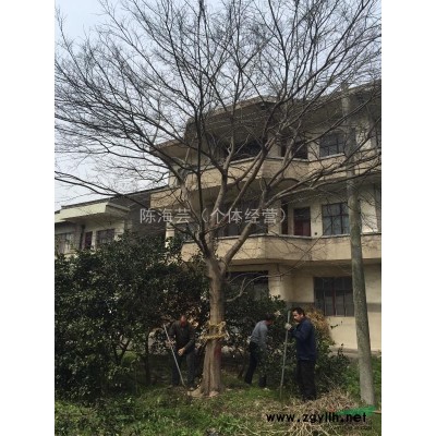 浙江省嘉兴市大规格苗木基地