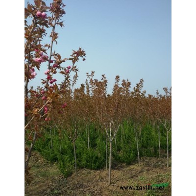 50公分紫荆树