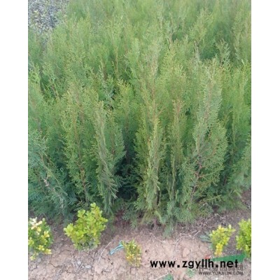 50-100公分蜀桧 江苏大蜀桧