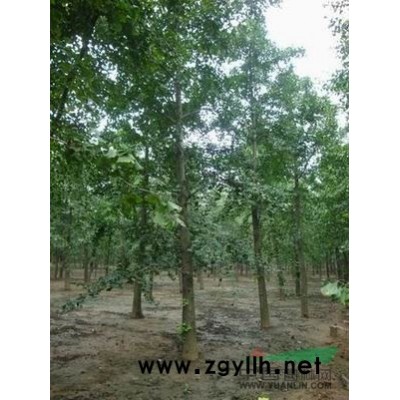 银杏树*新价格/银杏树报价