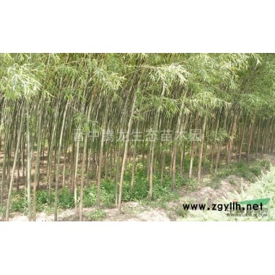 大量出售樟河柳，垂柳，黄柳，速生杨，有需求者联系