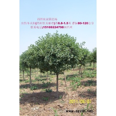 冬火炬树(丝棉木嫁接扶芳藤球)