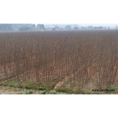 大量供应一年生朴树小苗（批发价供应）