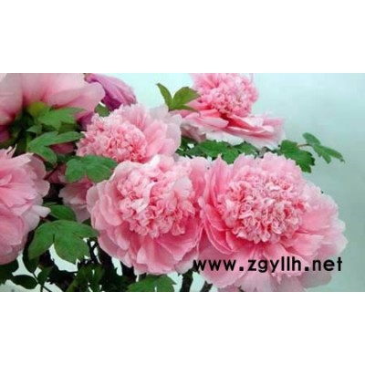 牡丹，芍药，盆栽牡丹，盆栽芍药，绿化苗木