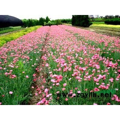 唐山红瑞木批发|保定红瑞木价格