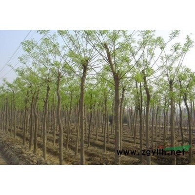 山东15公分春天全冠国槐价格