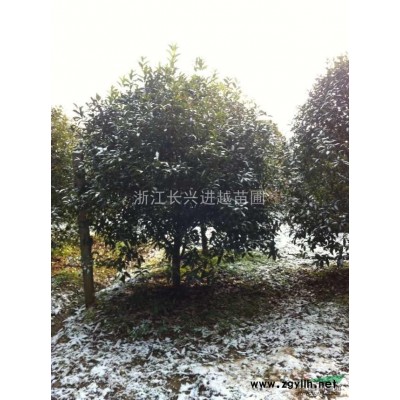 长兴香樟，长兴香樟树