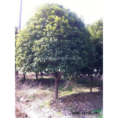 浙江地区供应大金桂