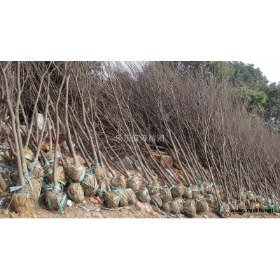 榉树小苗*新价格/榉树小苗报价