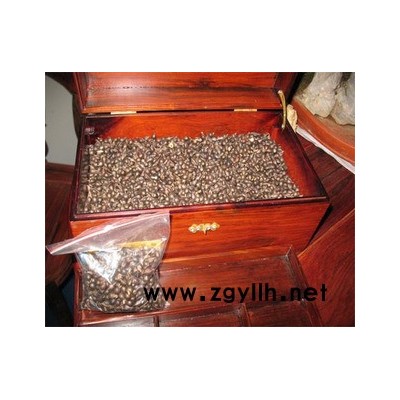 子兰种子，腊梅种子，幌伞枫种子，红果冬青种子