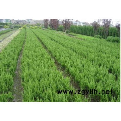 大量供应两年半生龙柏