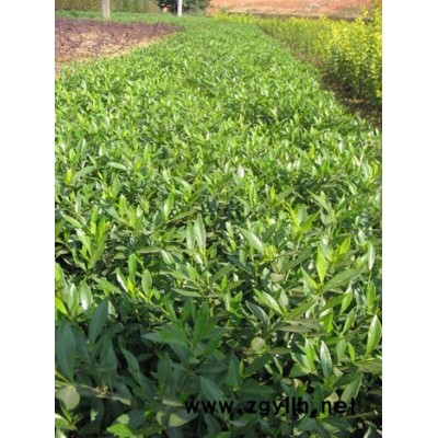 大量工程用夹竹桃