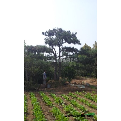 山东，大柳树，古树，直径1.5m