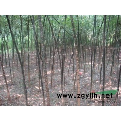 1.5-2点国槐处理