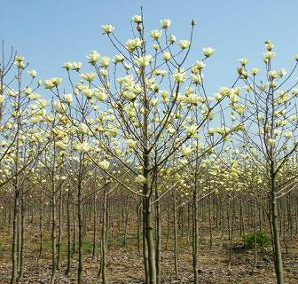 樱花.香樟.枇杷.紫荆.海棠.红叶李.大小叶黄杨