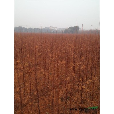 一年生池杉和落羽杉