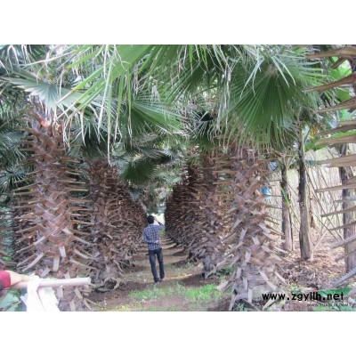 加拿利海枣27图片\加拿利海枣27报价