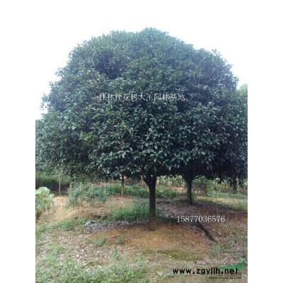 20公分精品桂花树*新报价