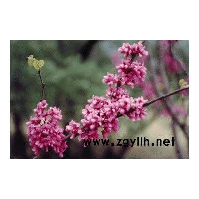 法桐、蜀桧、红白玉兰、火炬树等